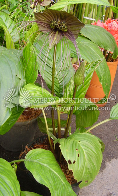 Tacca